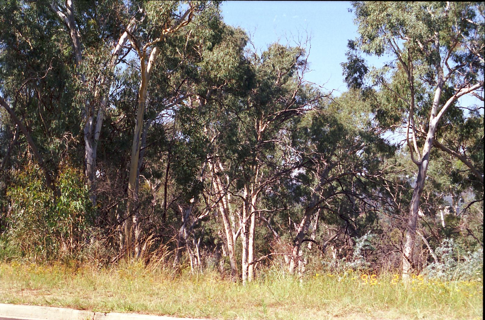 Year 1996 Site 18