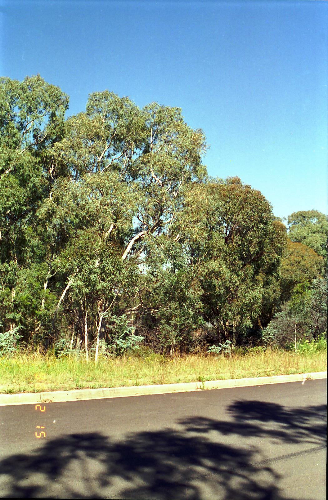 Year 1996 Site 20