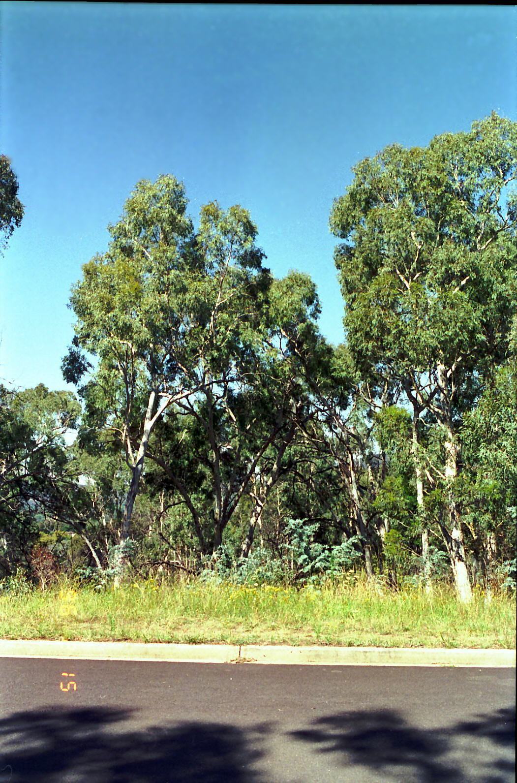 Year 1996 Site 21