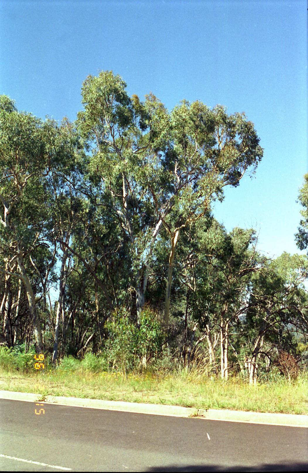 Year 1996 Site 23