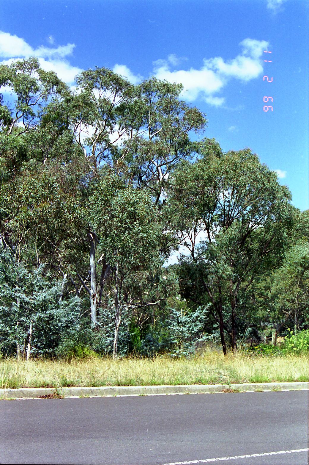 Year 1999 Site 20