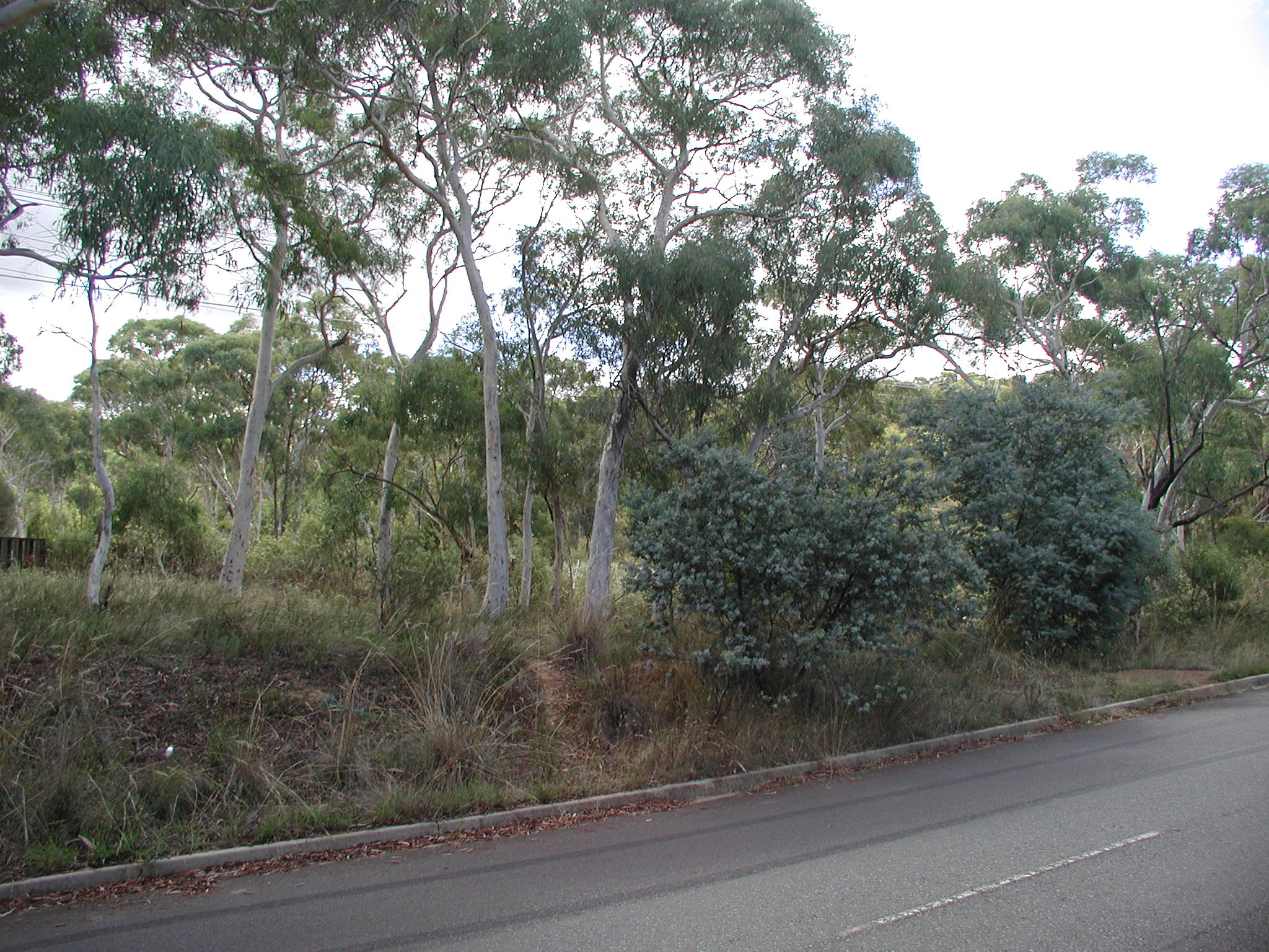 Year 2001 Site 09